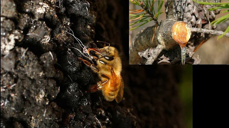 Пример крайне редкого случая, когда пчела собирает древесный сок напрямую без участия тли.
