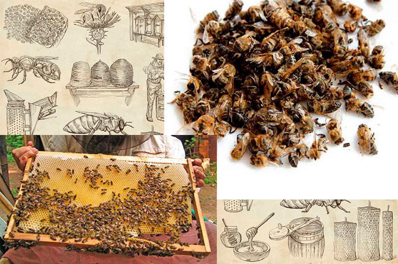 Хитозан пчелиных лучший адсорбент и чистильщик организма от вирусов
