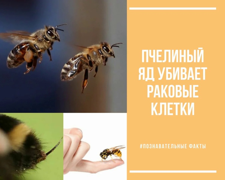 Яд медоносный пчелы убивает рак