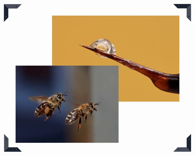 Укус медоносной пчелы смертелен для нее самой, но несет пользу человеку, хоть и болезненную.