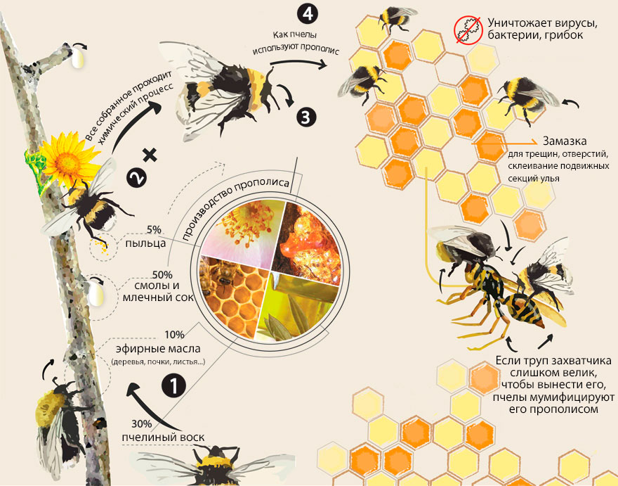 Инфографика: Как пчела создает прополис и зачем он ей нужен?