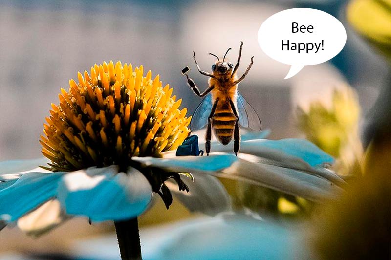 Пчелка опыляет цветок-собирает пыльцу